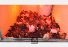 جوجه مرغ محلی گلپایگان