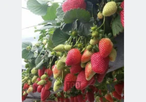 نشای توت فرنگی