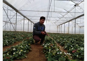 نشای توت فرنگی