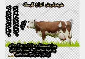 فروش گوساله های درجه 1 ممتاز پرواری