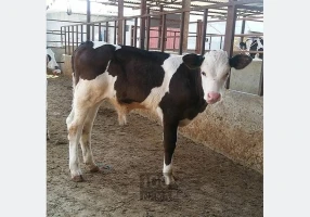 فروش گوساله های درجه 1 ممتاز پرواری