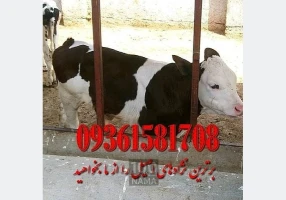 فروش گوساله های درجه 1 ممتاز پرواری