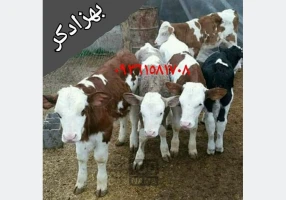 فروش گوساله های درجه 1 ممتاز پرواری
