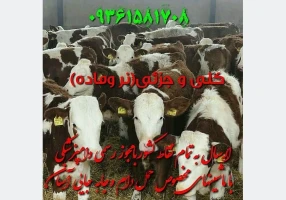 فروش گوساله های درجه 1 ممتاز پرواری