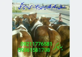 فروش گوساله های درجه 1 ممتاز پرواری