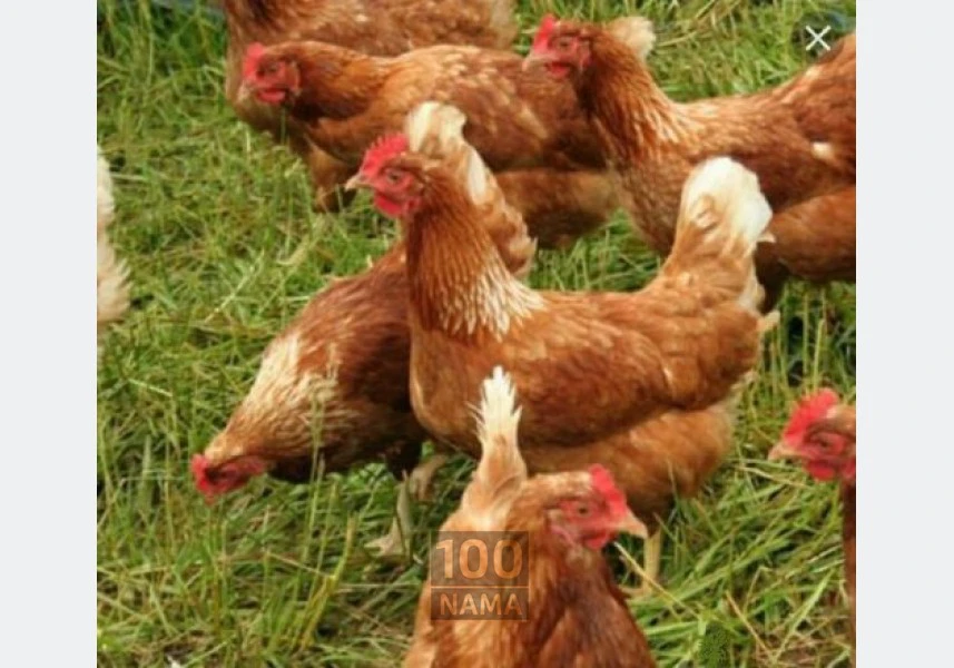 فروش مرغ بومی تخمگذار گلپایگانی و جوجه aspect-image