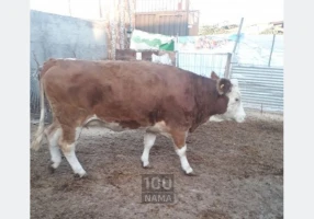 گوساله پرواری هلشتاین