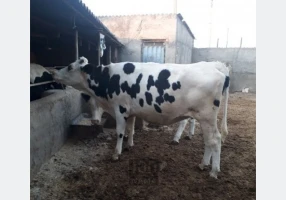 گوساله پرواری هلشتاین