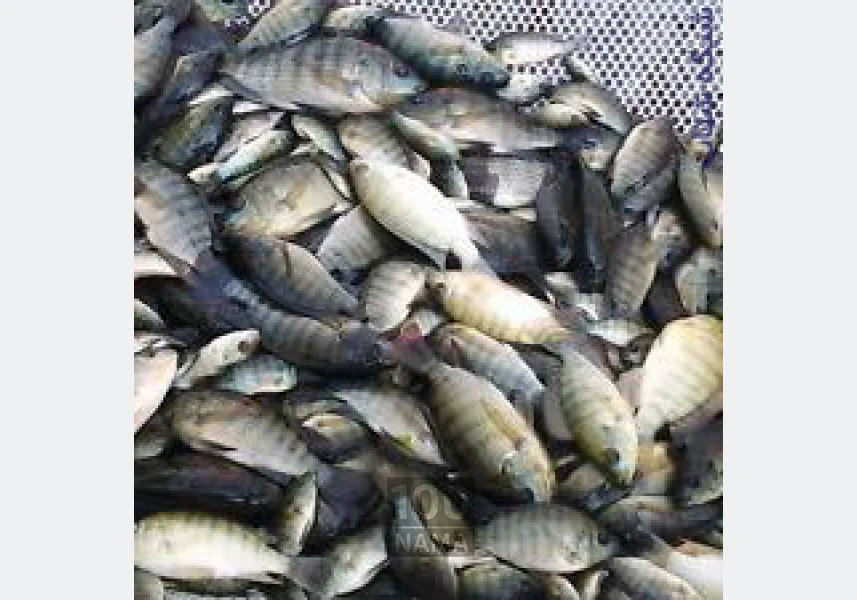 فروش انواع بچه ماهیان تیلاپیا،لارو،یک بند