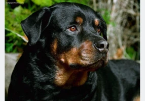 فروش توله روتوایلر کرج