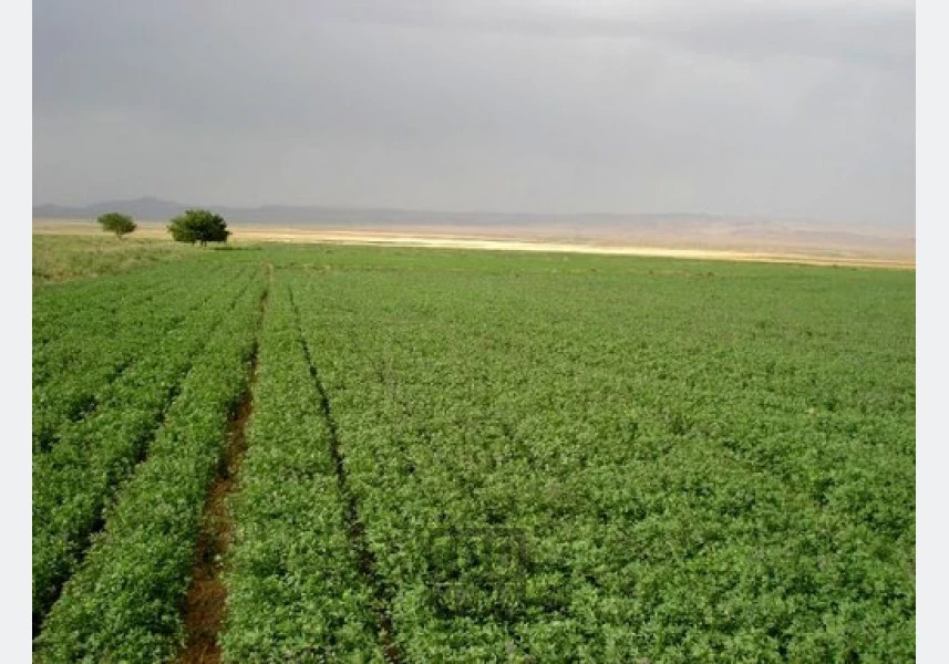20 هکتار زمین کشاورزی در اردبیل