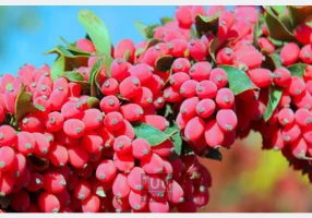 عرضه زعفران زرشک عناب