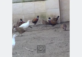 فروش تخم قرقاول