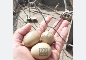 فروش تخم قرقاول