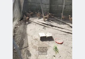 فروش تخم قرقاول
