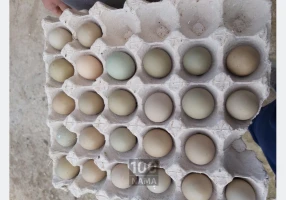 فروش تخم قرقاول