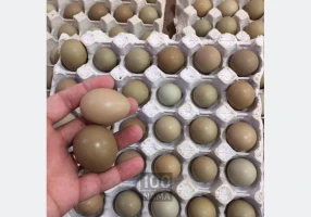 فروش تخم قرقاول