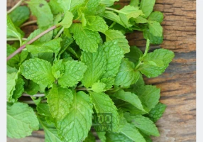 عرقیات خالص خونگی سرگل
