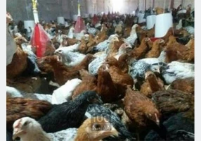 جوجه گلپایگانی ۴۵ روزه و ۳۵ روزه