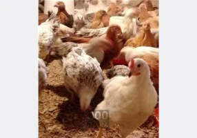 جوجه گلپایگانی ۴۵ روزه و ۳۵ روزه