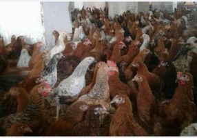 جوجه گلپایگانی ۴۵ روزه و ۳۵ روزه