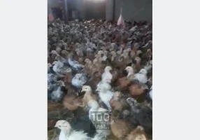 جوجه گلپایگانی ۴۵ روزه و ۳۵ روزه