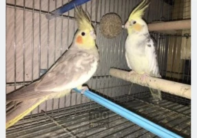 پرورش دهنده پرندگان زینتی