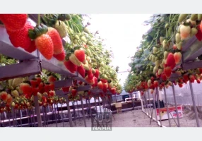 تعاونی گلخانه داران آذربایجان غربی