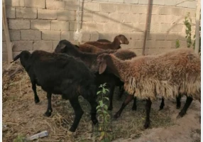 فروش میش افشار آبستن