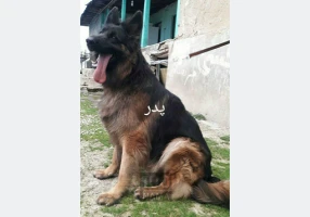 فروش فوری توله ژرمن ماده