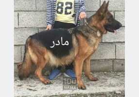 فروش فوری توله ژرمن ماده