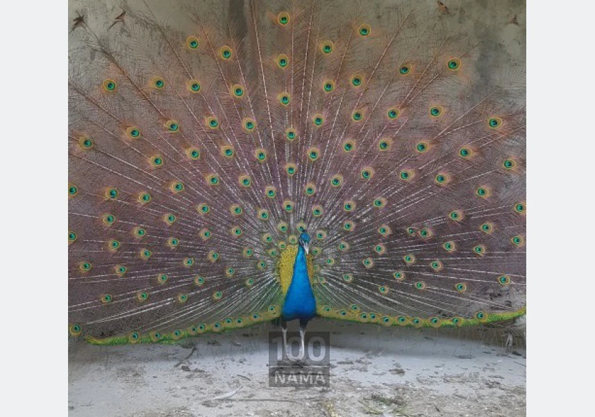 رایان طاووس