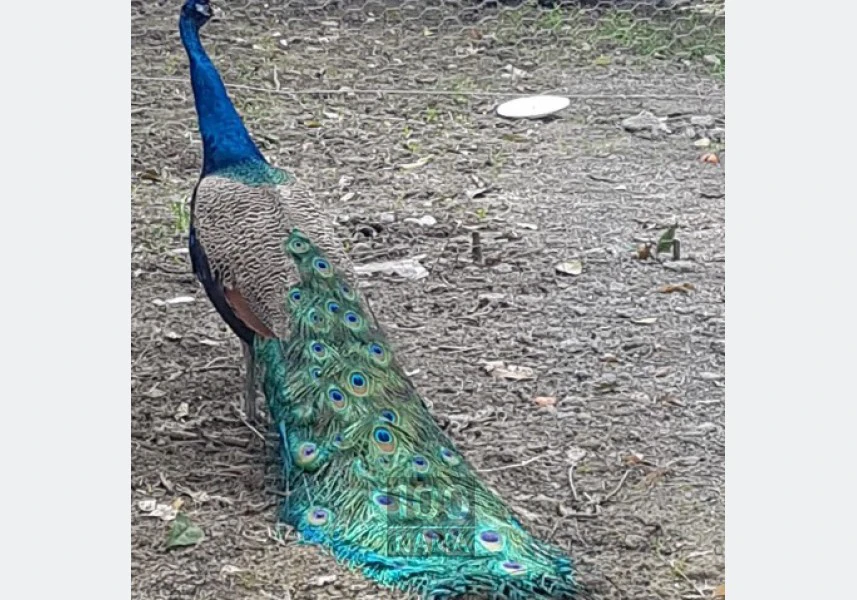 رایان طاووس