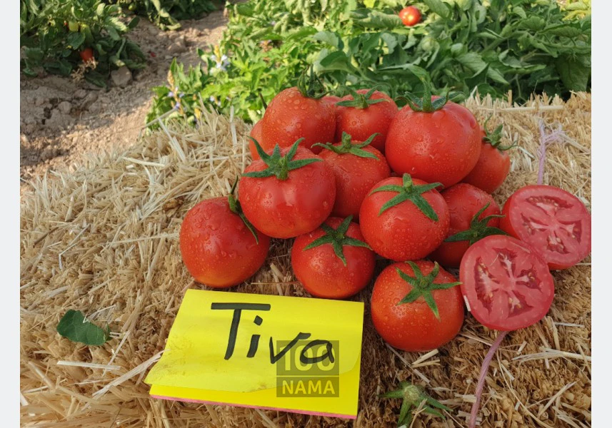 فروش بذر گوجه فرنگی تیوا جایگزین بذر بریویو