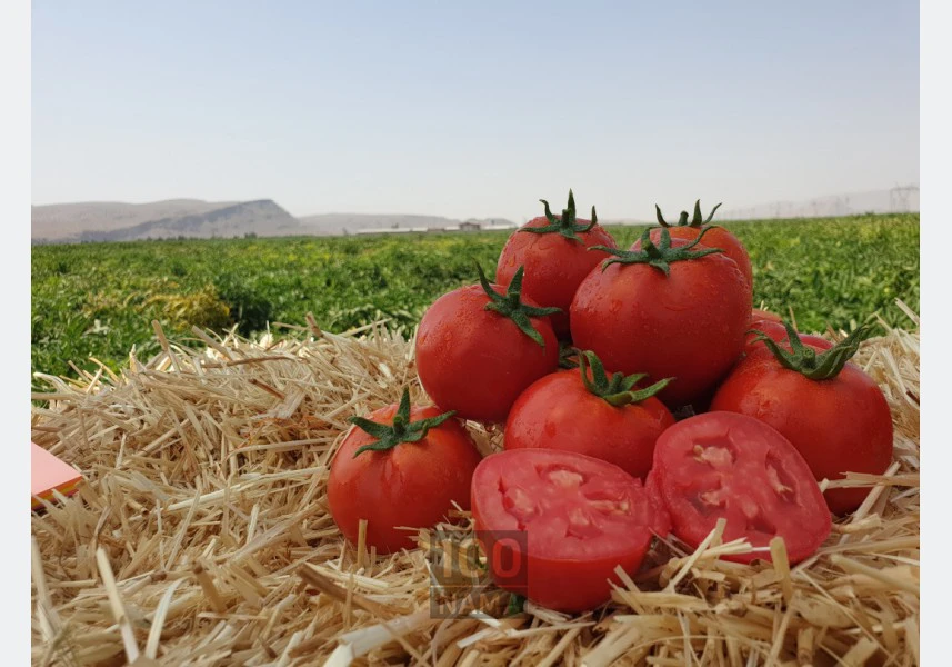 فروش بذر گوجه فرنگی تیوا جایگزین بذر بریویو
