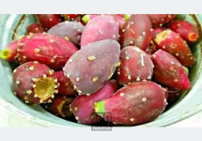 میوه کاکتوس - انجیرهندی