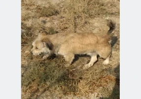سگ پاپی
