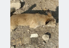 سگ پاپی