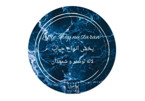 حباب لوستر و لاله شمعدانی