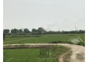 فروش ۳۲۰۰ متر زمین شالیزار