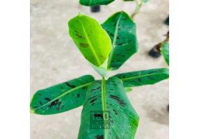 نهال موز کاوندیش