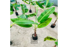 نهال موز کاوندیش