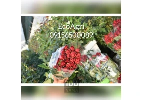 گلدان هیدروپونیک