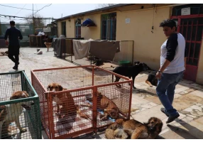 پناهگاه حیوانات در فیروز بهرام