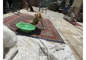 پناهگاه حیوانات در فیروز بهرام