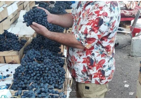 خرید و فروش انواع میوه درجه یک با قیمت مناسب