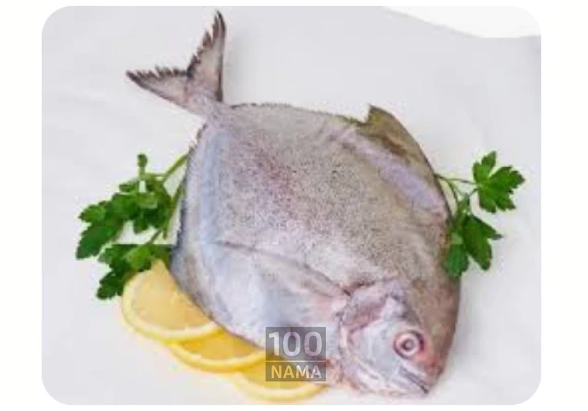 فروش عمده ماهی  تازه اقیانوسی جنوب