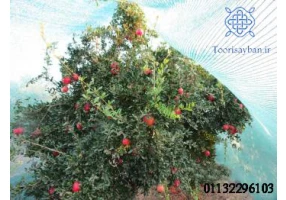 تولید توری سایبان گلخانه