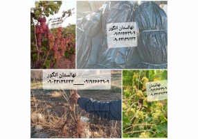 نهالستان انگور قهرمانی بیدانه