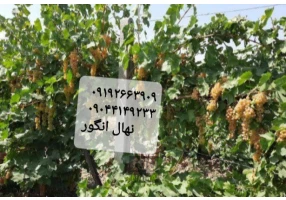 نهالستان انگور قهرمانی بیدانه